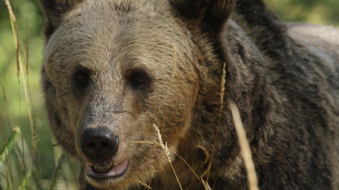 Najsmrtonosnije životinje Aljaske (Bojište grizlija)