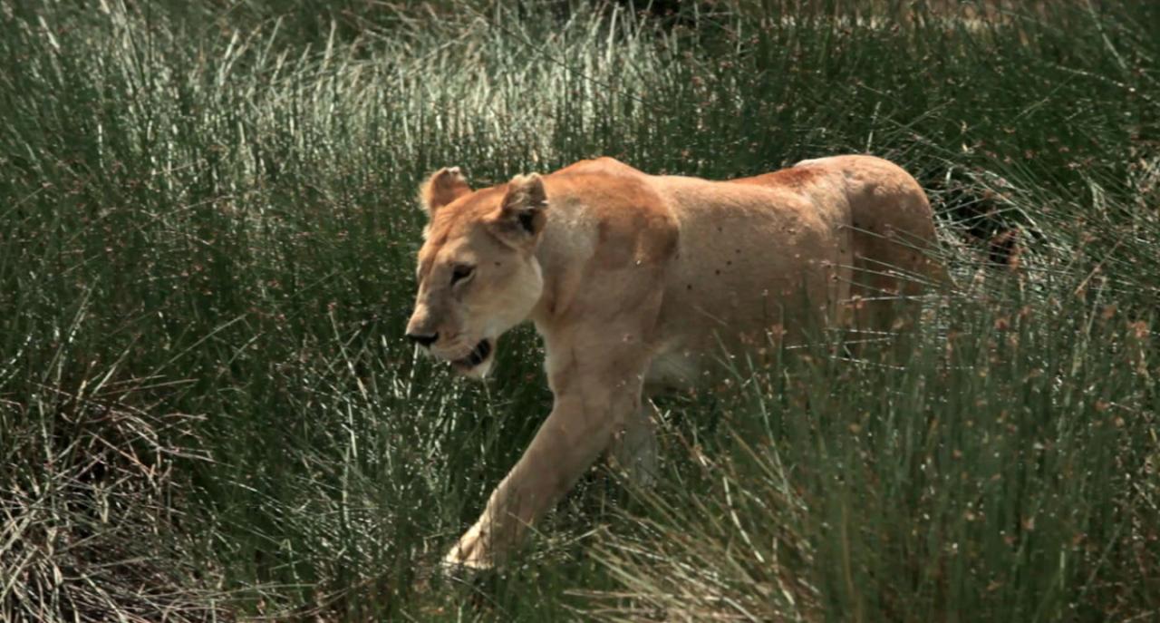 Mačji ratovi: Lav protiv geparda