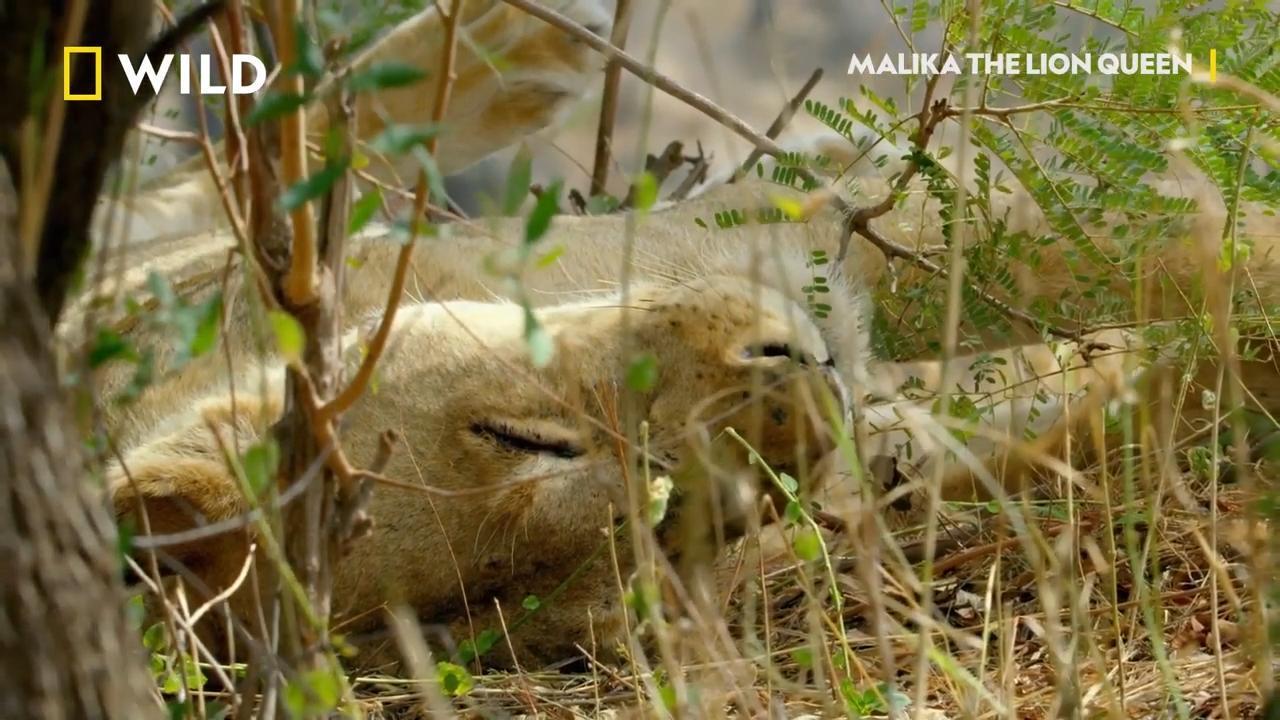 Malika: Kraljica lavova (Smrtni obruč)