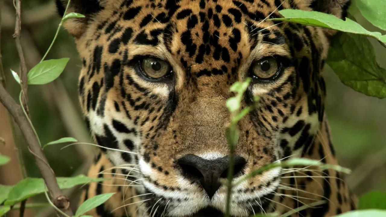 Divlji lovci: Smrtonosni ubojice Afrike