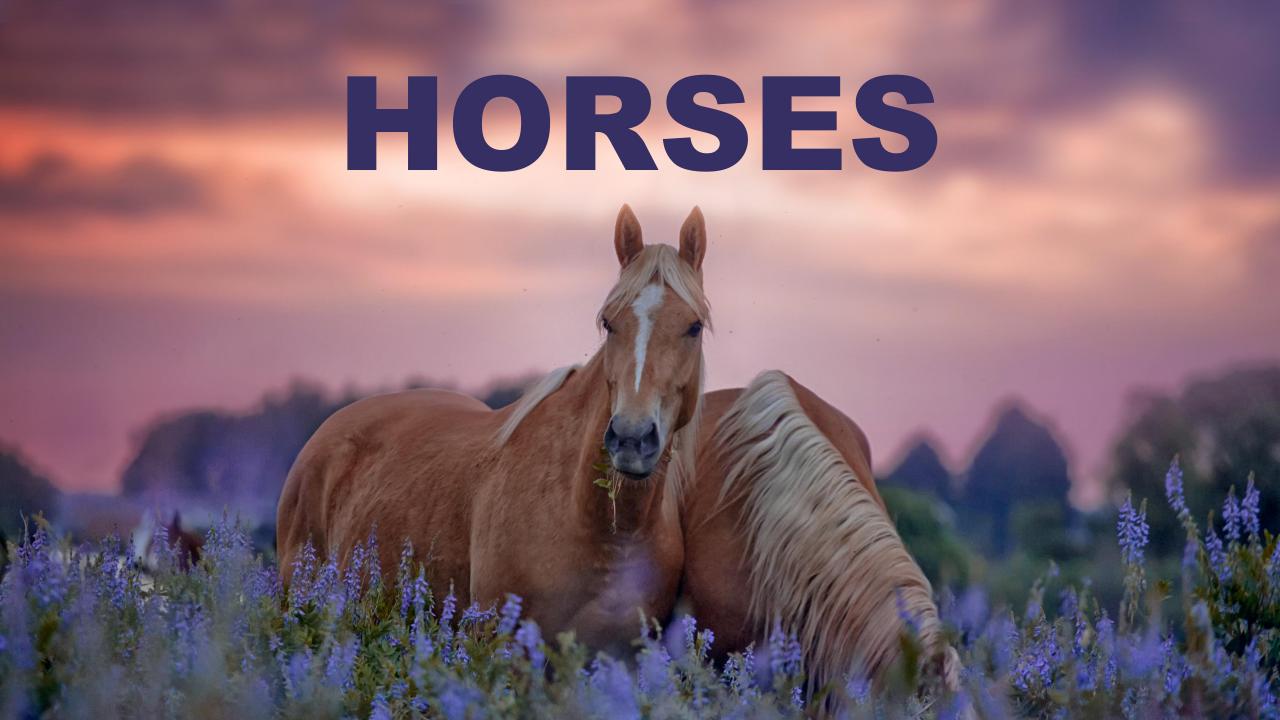 Horses, Horses, Horses