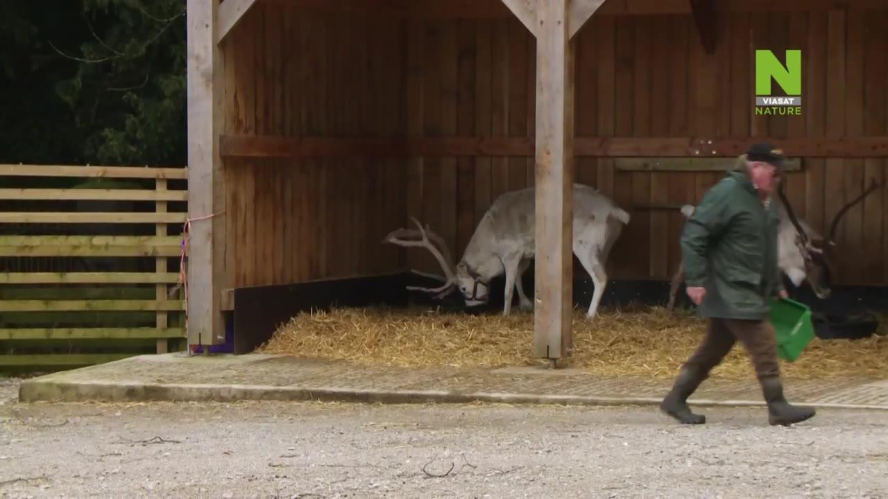 Jorkširski veterinar