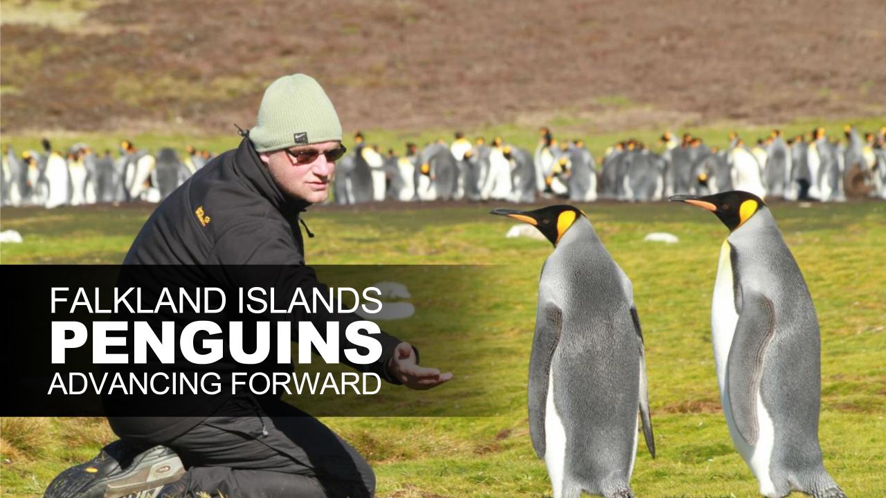 Falkland Islands Penguins Advancing Forward