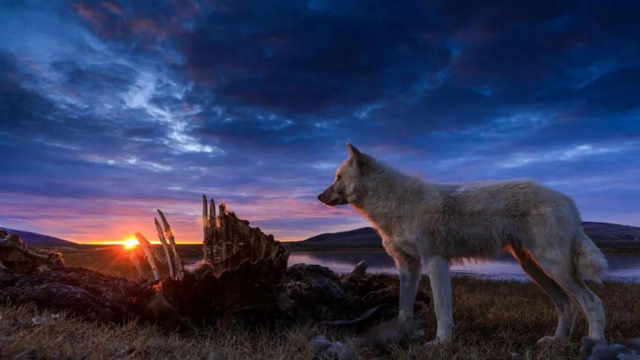 Kraljevstvo bijelog vuka (Potraga)