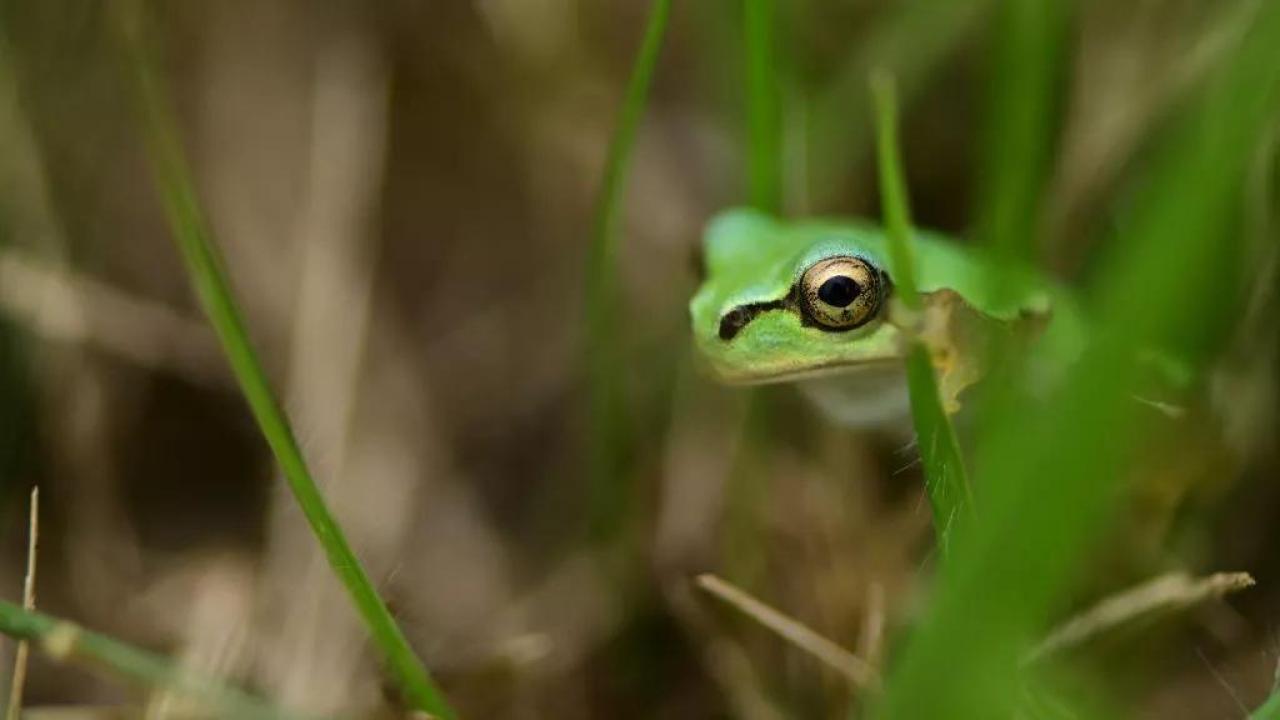 Najčudnije sa Madagaskara (Gospodari džungle)