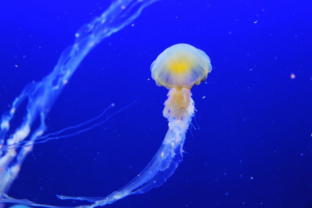 Najubojitija meduza svijeta
