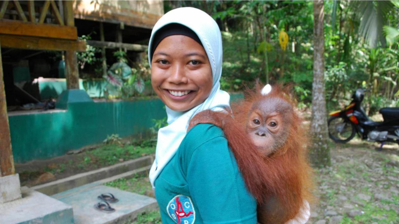 The Last Orangutans Of Sumatra