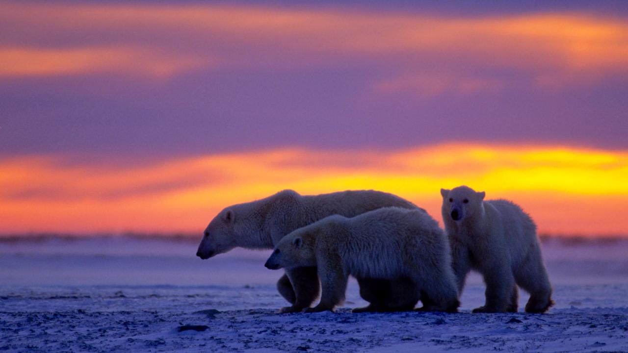Kraljevstvo polarnih medvjeda (Mladunčevo putovanje)