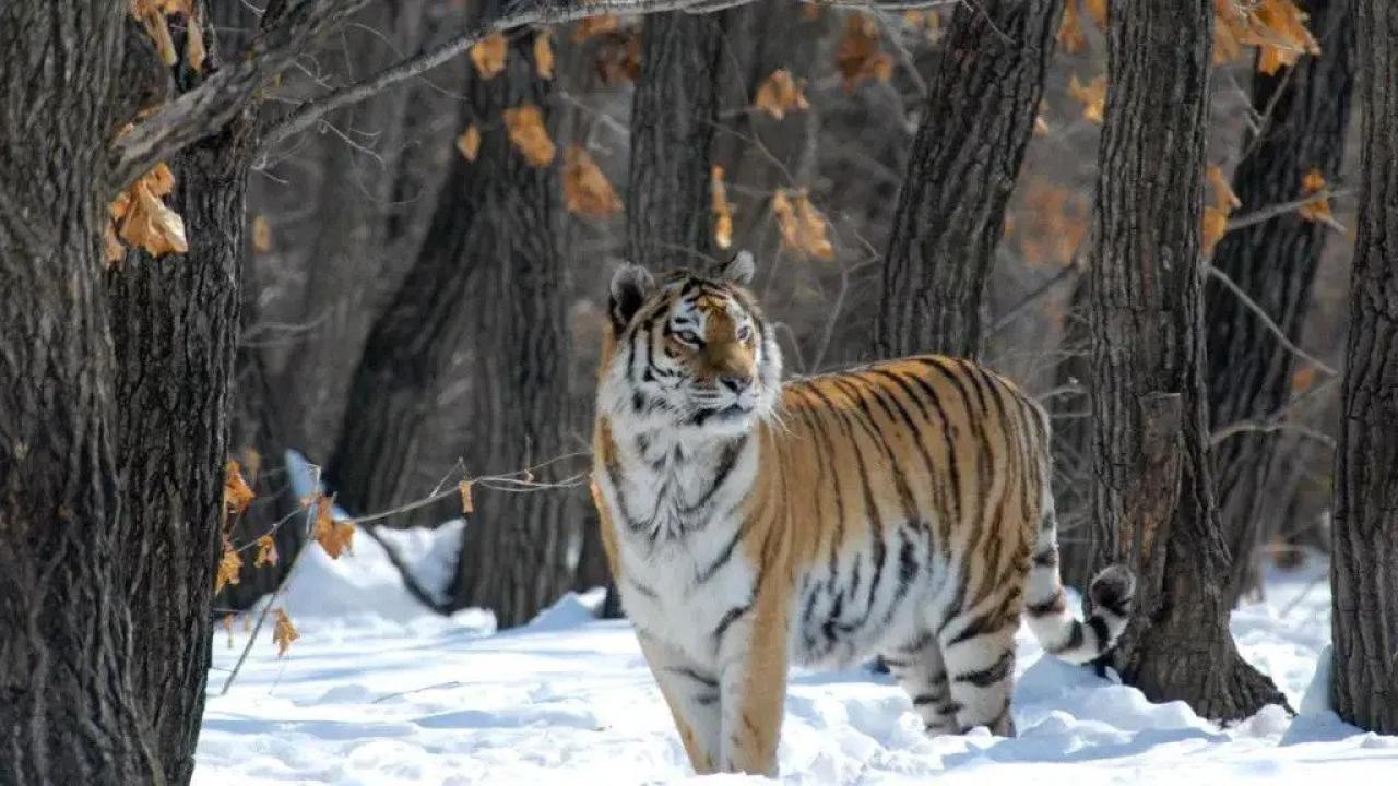 Ruski divlji tigar / 16.12.2024, 01:05