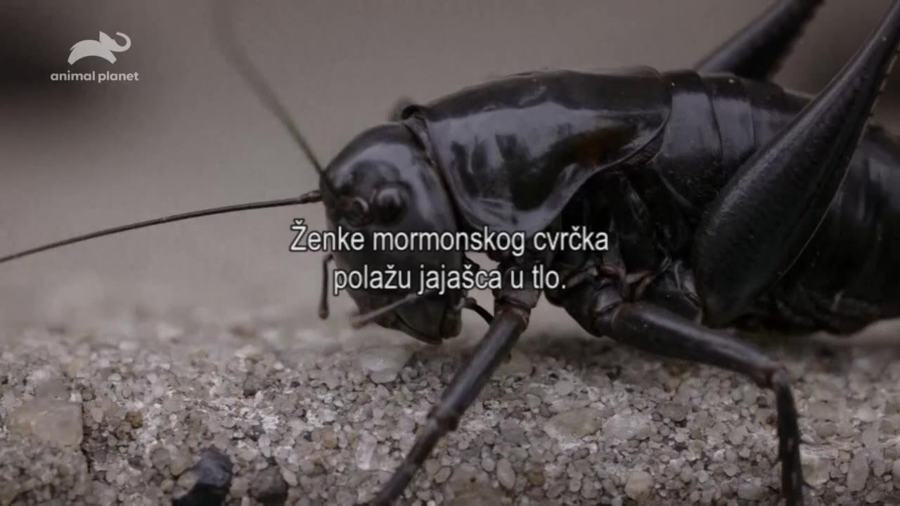 Uljezi (Divovski močvarni štakori)