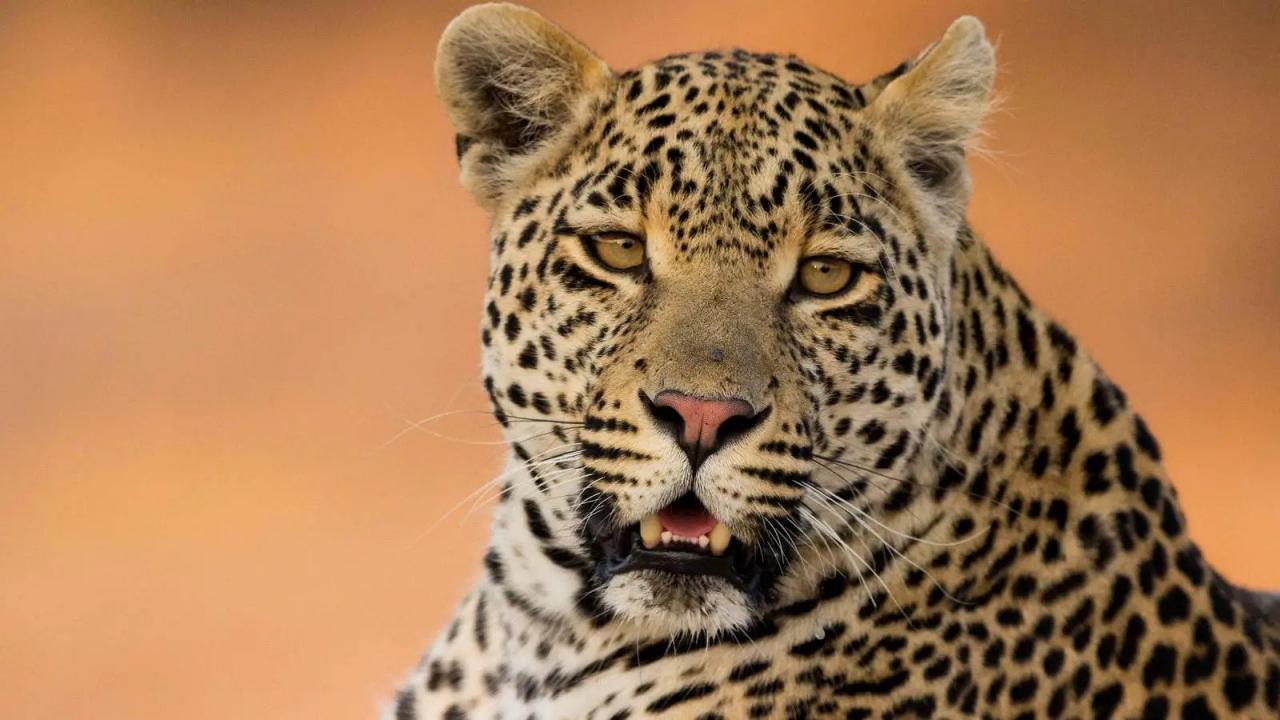 Rodoslovlja grabežljivaca (Leopardova pripovijest)