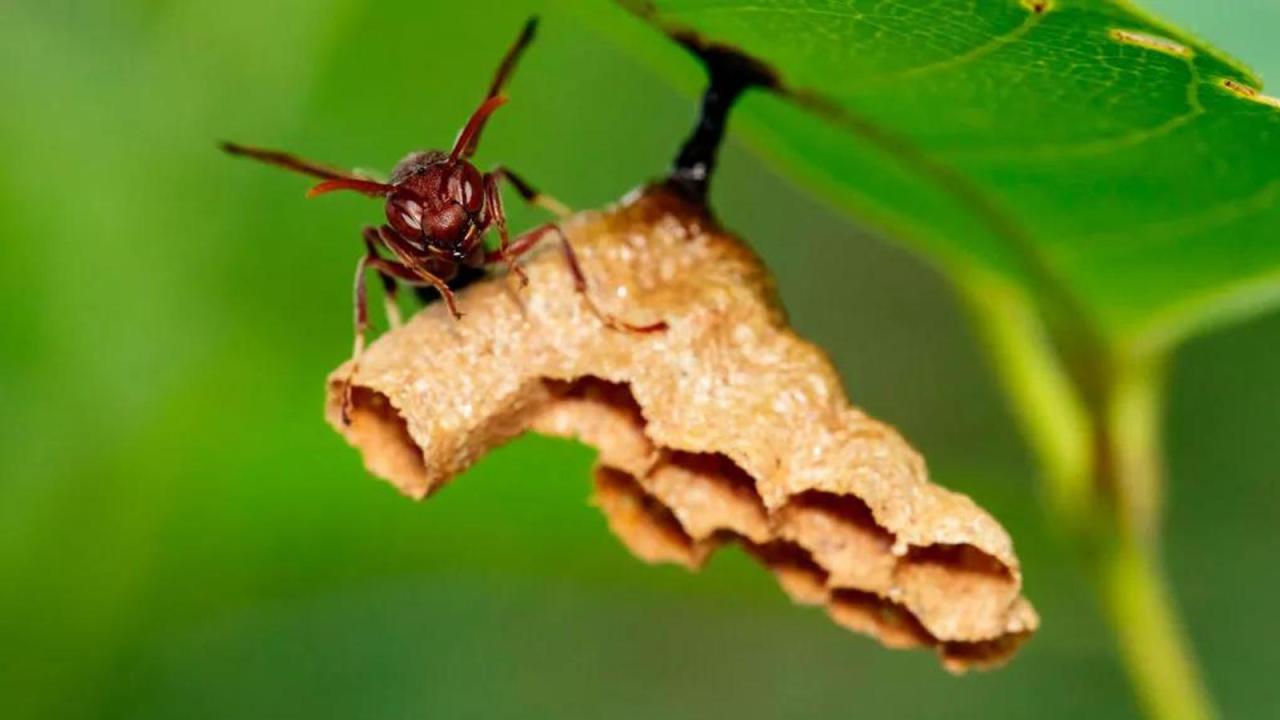 Najčudnije u Aziji (Pobuna mutanata)