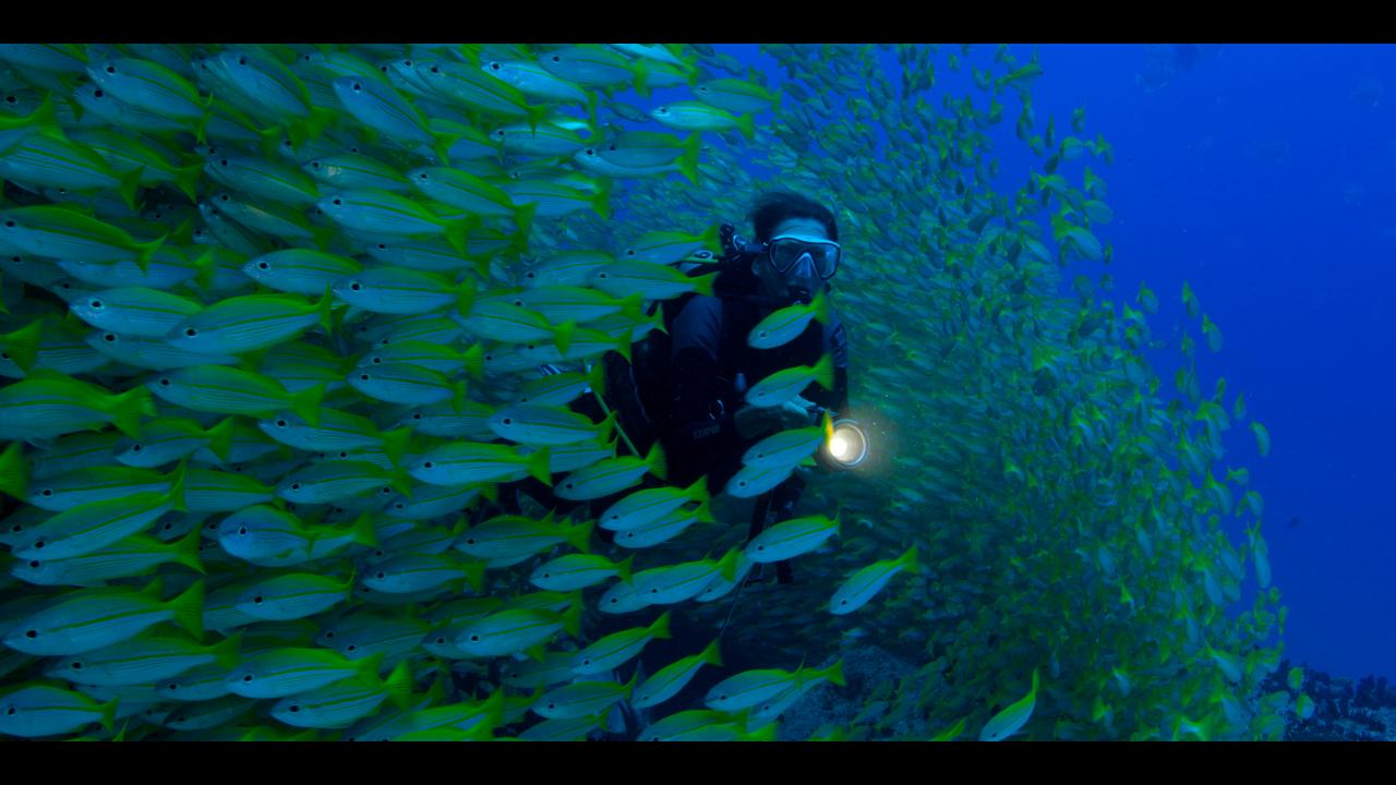 Vječni planet: Heroji oceana