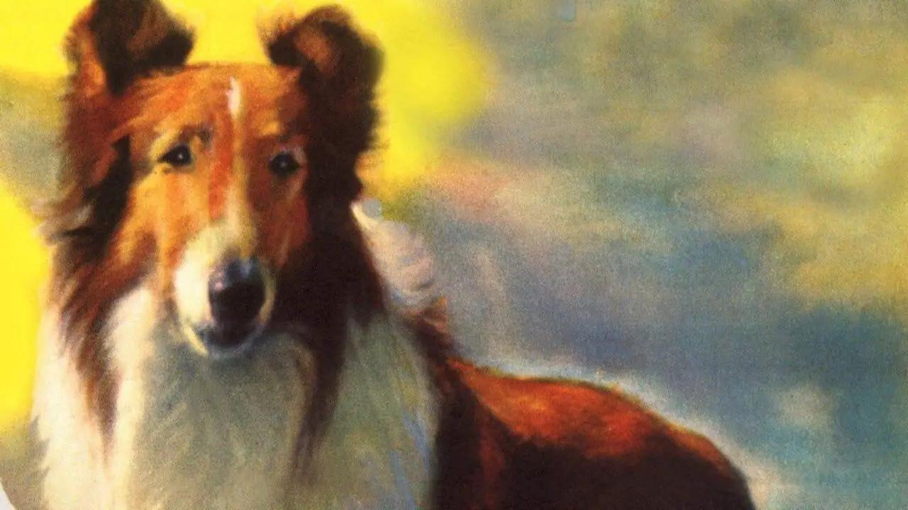 Lassie - Obojena brda
