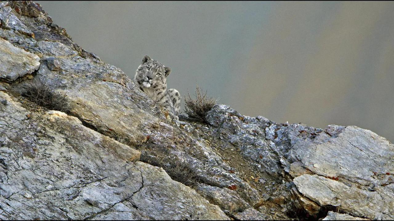 U potrazi za snježnim leopardima: Potjera za neuhvatljivim (1)