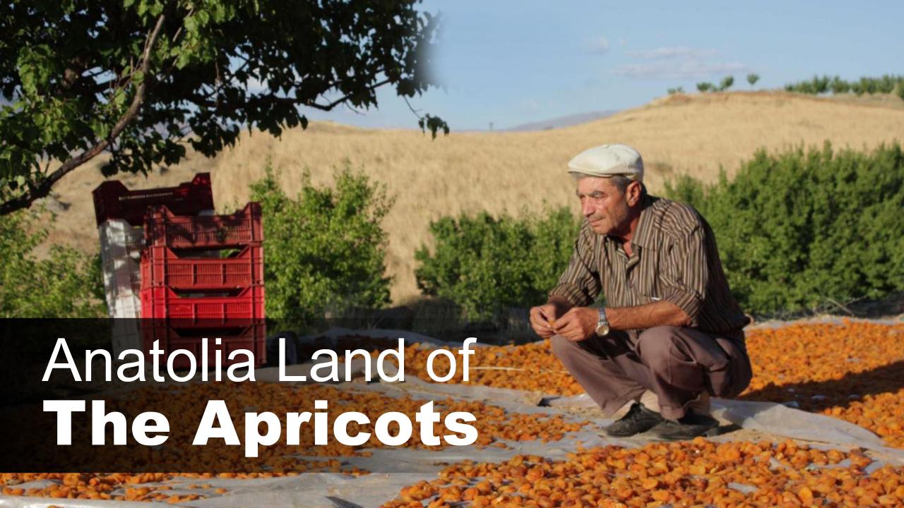 Anatolia Land Of The Apricots
