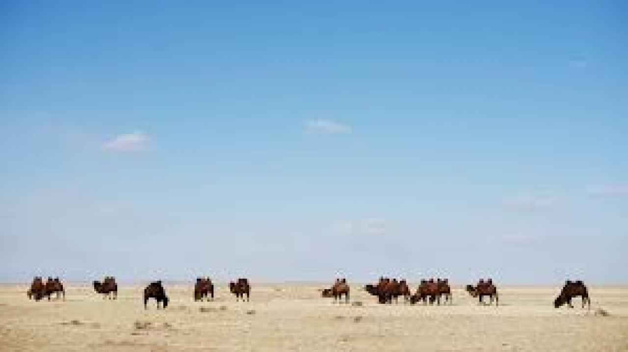 Divlja Mongolija: Zemlja ekstrema (Preživjeli u pustinji)