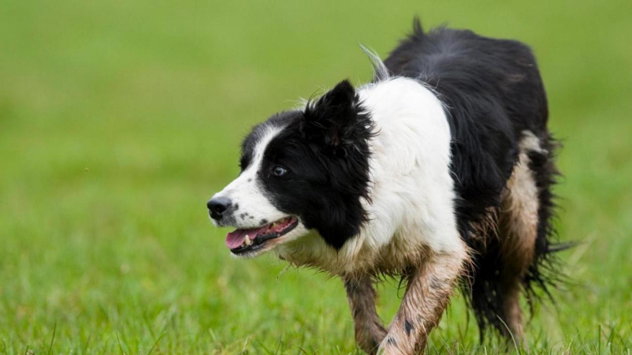 The best sheepdogs from Wales