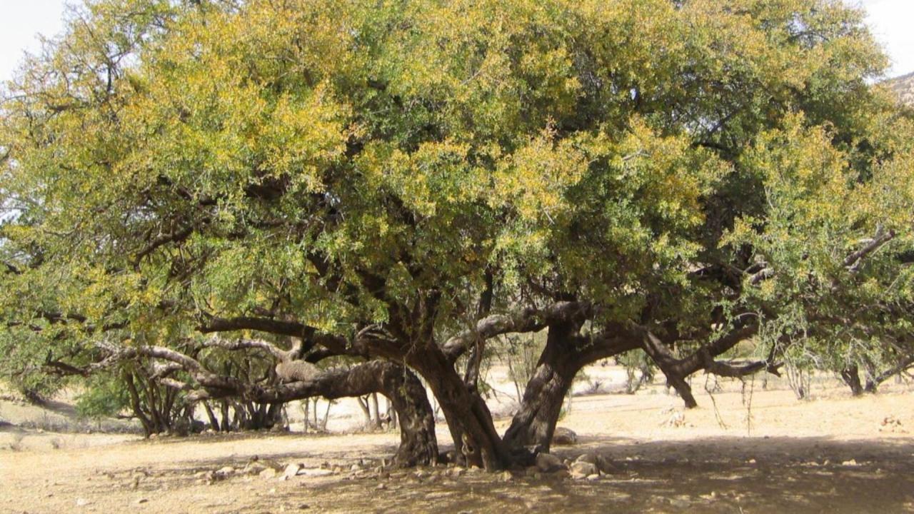 Argan Oil: The White Gold Of Morocco