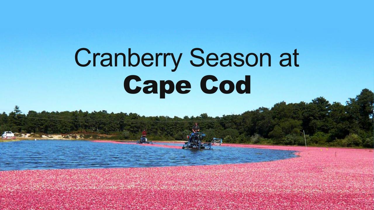 Cranberry Season At Cape Cod