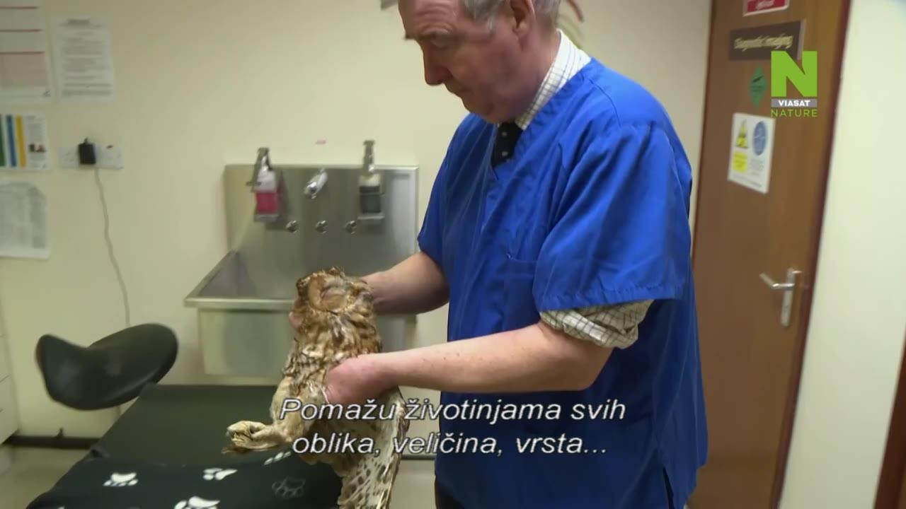 Jorkširski veterinar