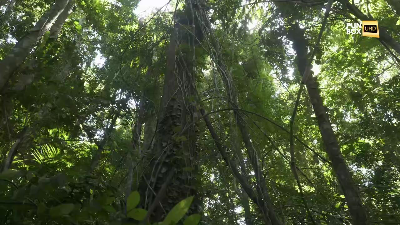 ISLAND HUNTER - BALI