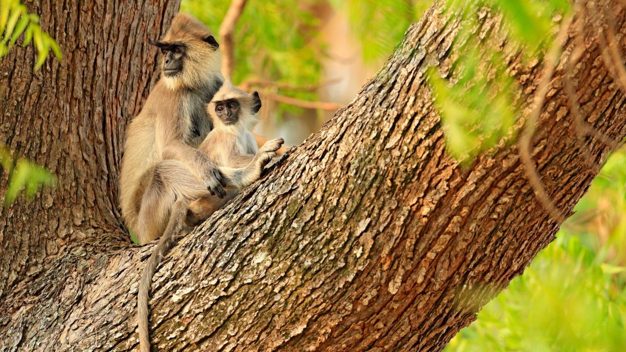 India’s Jungle Book Hospital