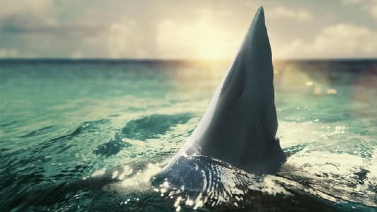 Kad morski psi napadaju: 360° (Opasne vode)
