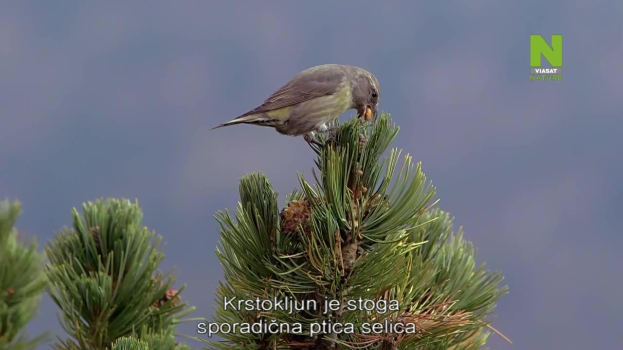 Divlja Švicarska (Jurske planine)