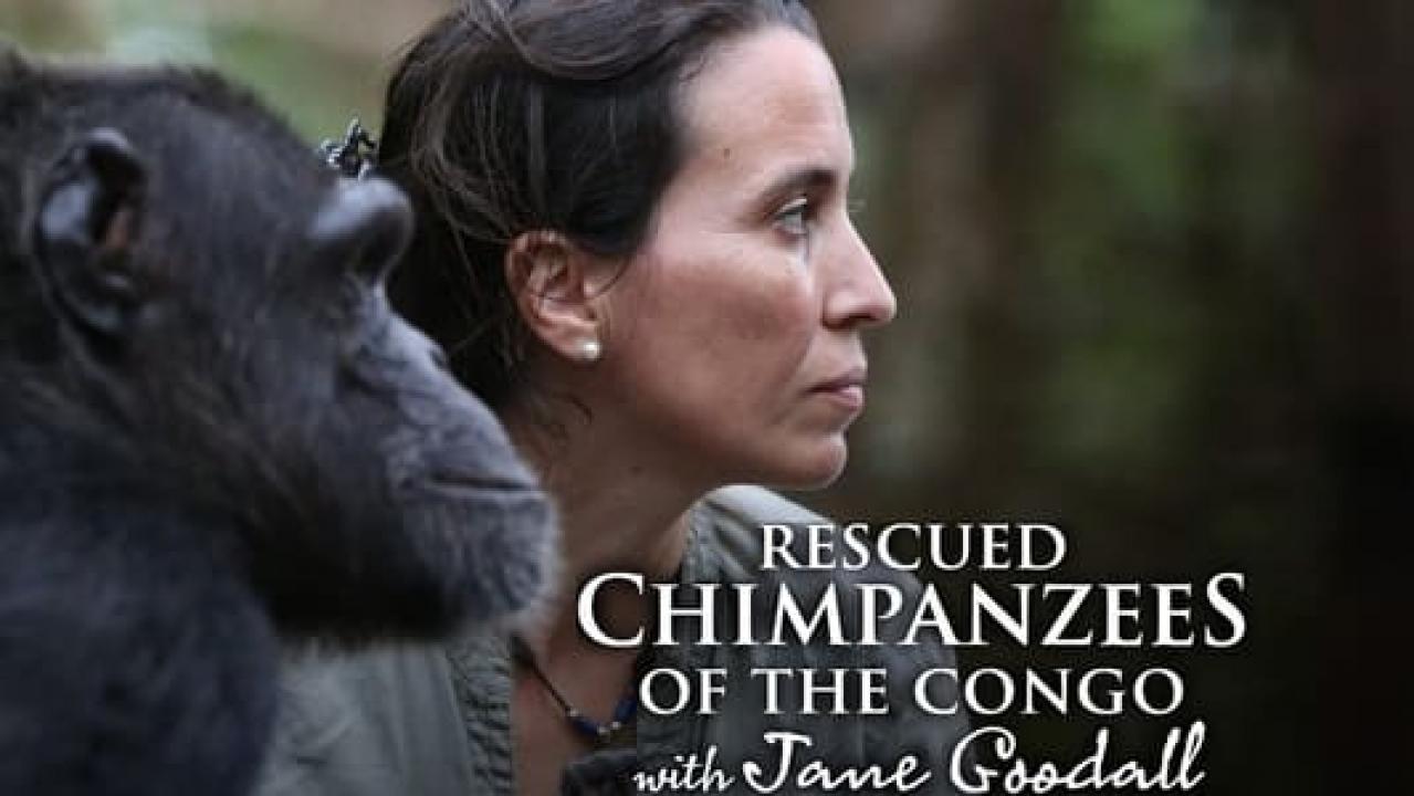 Spašene čimpanze iz Konga s Jane Goodall