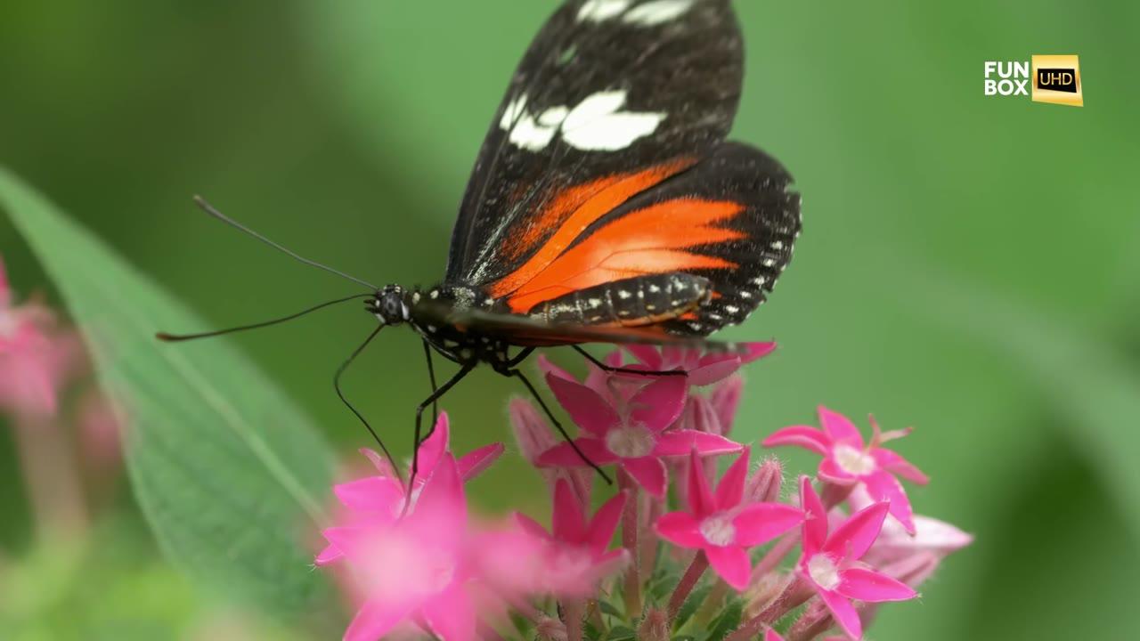 COSTA RICA: WILDLIFE UNDER THE RAINBOW