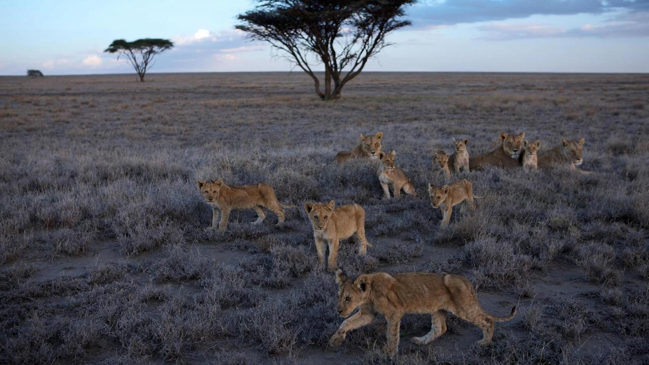 Najveće životinje u Africi