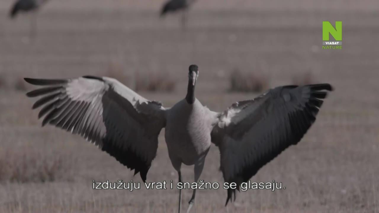 Borci iz divljine (Borba za život)