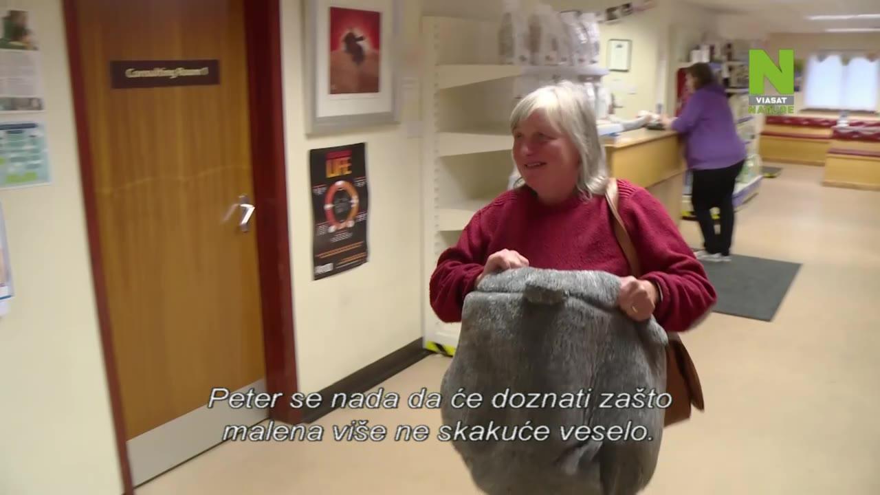 Jorkširski veterinar